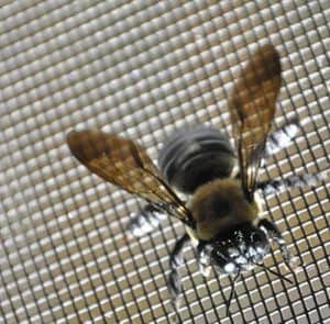 Woven wire mesh for insect and fly screening