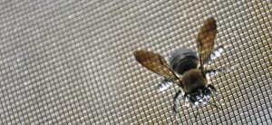 WIRE MESH INSECT SCREENING